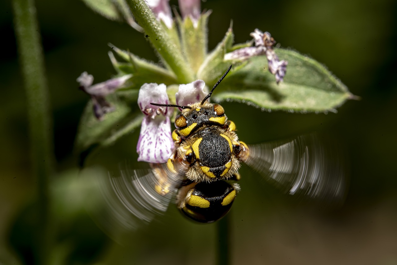 The Importance of Bees in Our Ecosystem